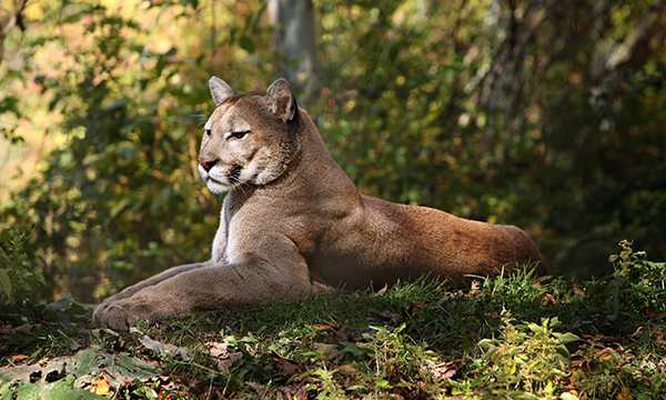 Mountain Lion